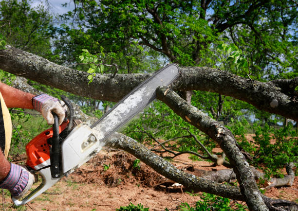 Best Tree Preservation Services  in Sparkill, NY