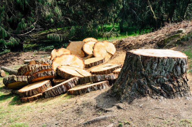 Trusted Sparkill, NY Tree Care Experts